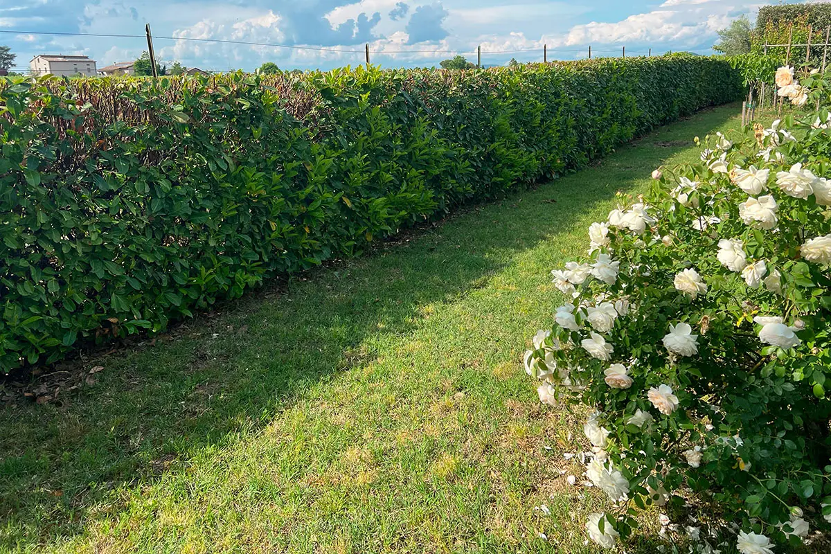 Attenzione alle siepi sempreverdi: rischi nascosti per chi ha bambini in casa