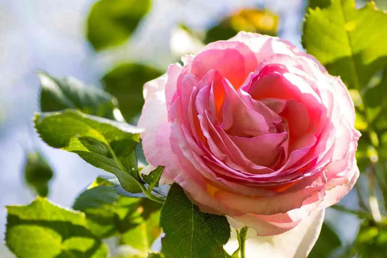Cura le tue rose con questo rimedio naturale per farle fiorire più a lungo