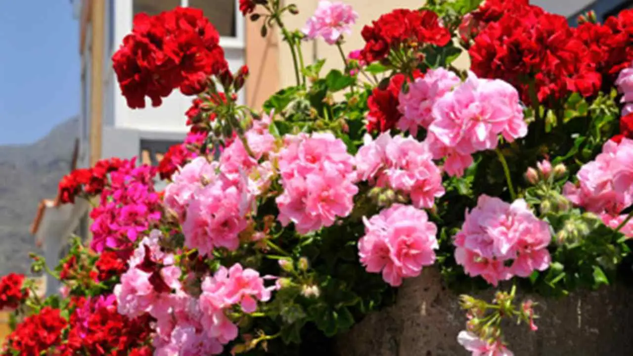 Il segreto per gerani rigogliosi: concime naturale da preparare con pochi ingredienti