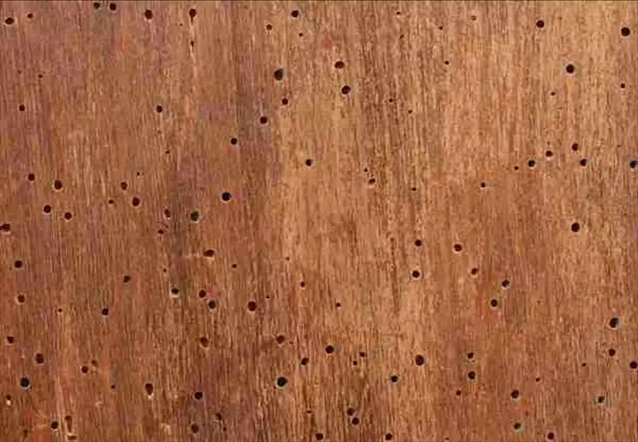 Disinfestazione dai tarli: quanto costa e perché è importante proteggere il legno di casa