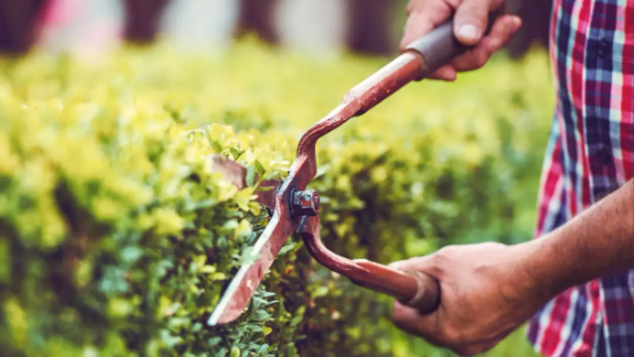 Come disinfettare correttamente un taglio di potatura: consigli utili per la salute delle piante