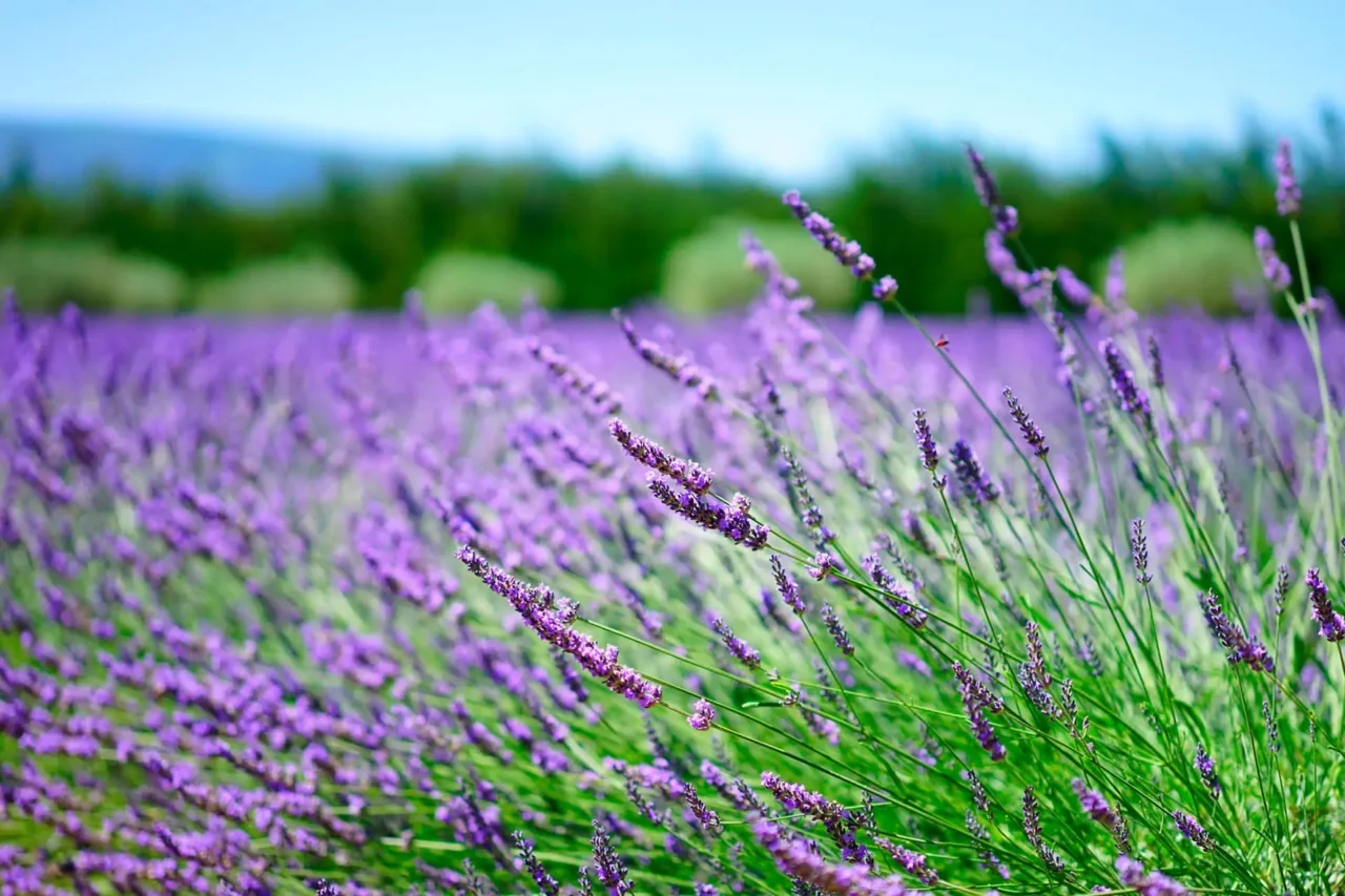 Lavanda in giardino: dove piantarla per ottenere i migliori risultati e profumare gli spazi verdi