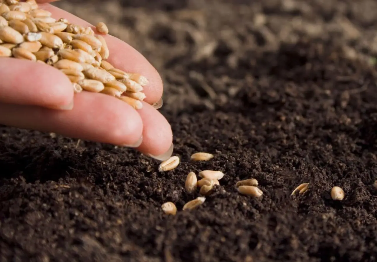 Cosa seminare nell’orto durante la luna calante: miti, tradizioni e consigli pratici per chi vuole un raccolto abbondante