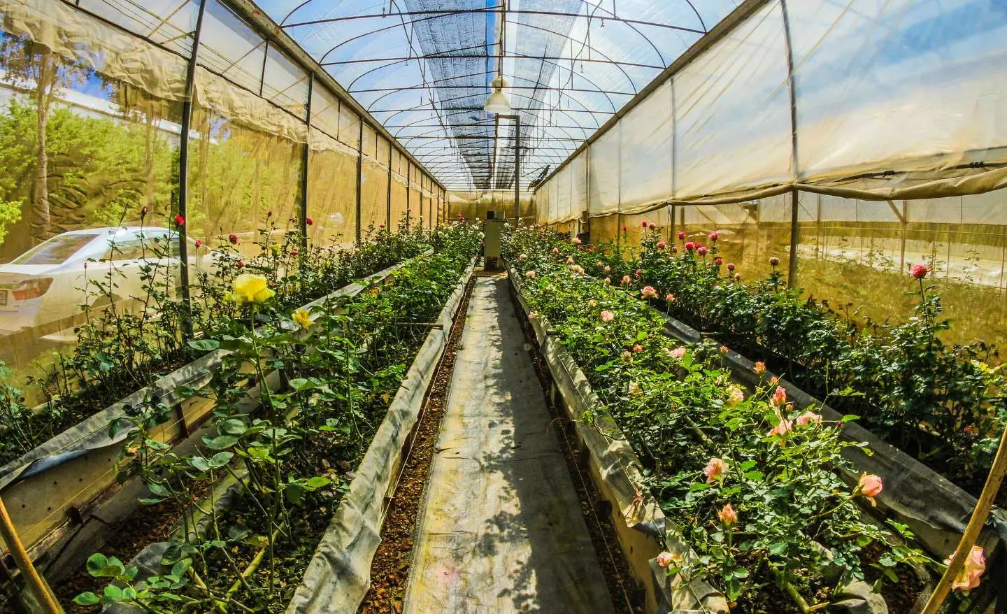 Coltivare in serra non riscaldata: quali ortaggi e piante scegliere e perché conviene