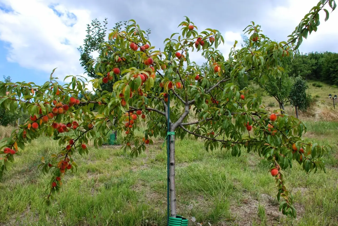 Alberi da frutto in giardino: quali scegliere per avere frutta fresca tutto l’anno?