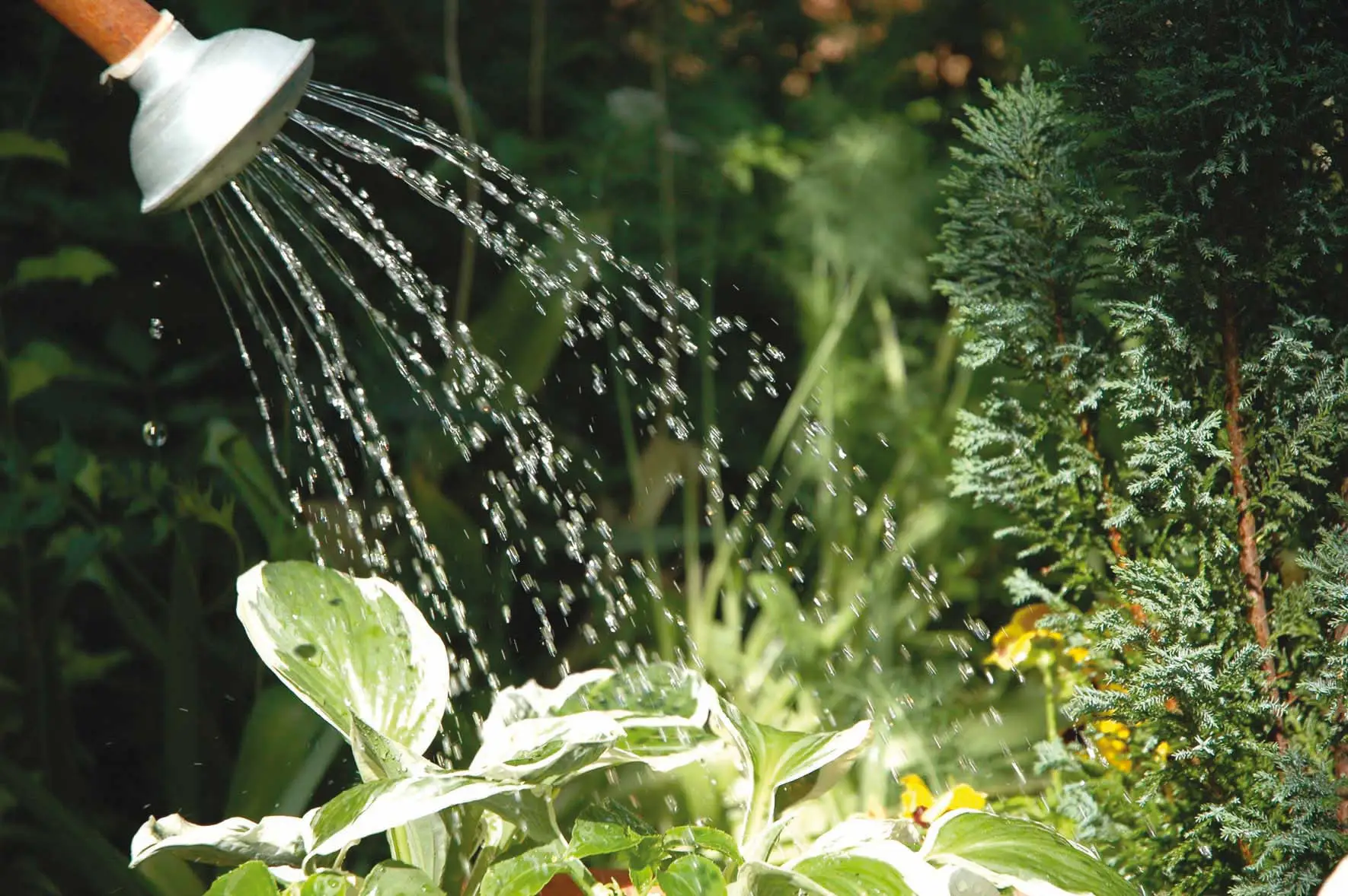 Le piante che non devi mai bagnare la sera: il motivo è sorprendente