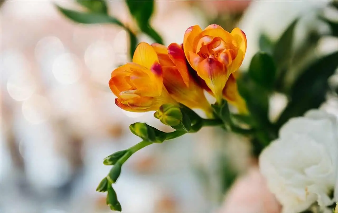 Come far durare di più i fiori recisi: il trucco che usano nei negozi