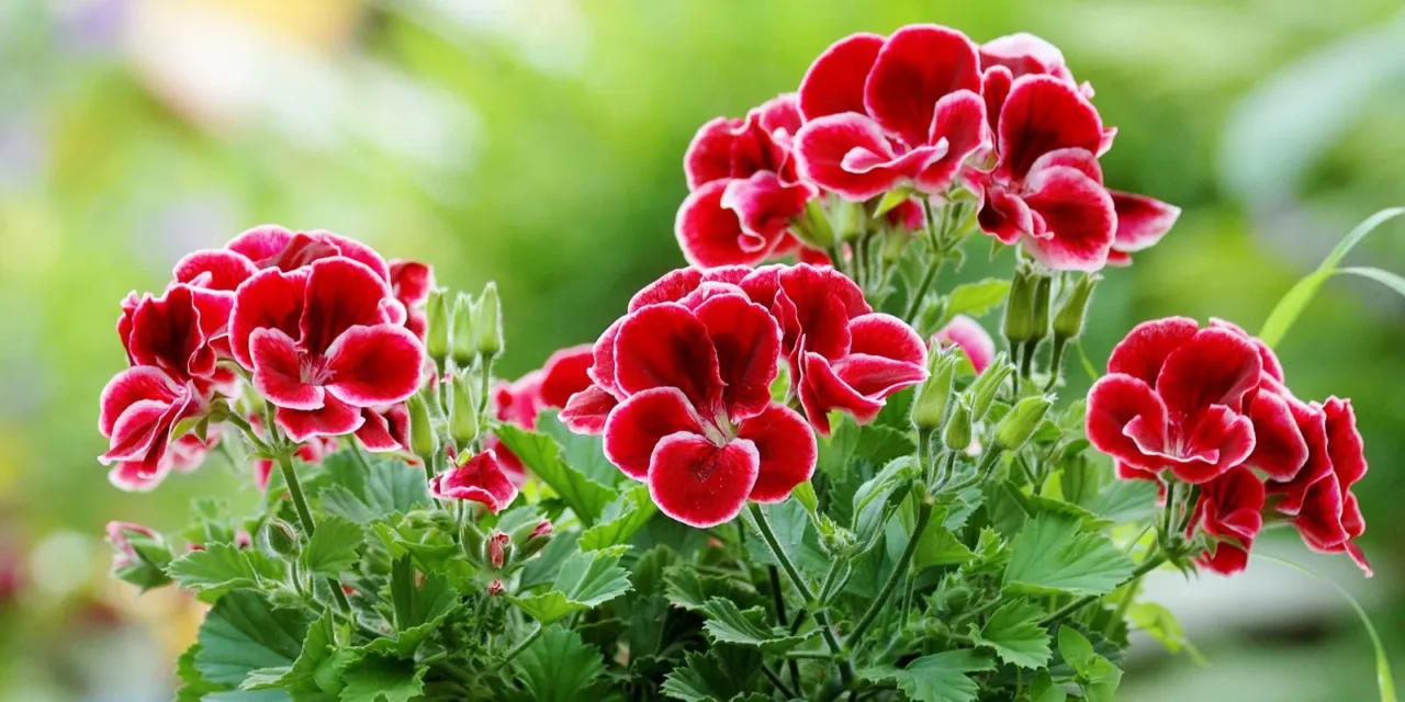 Idee sorprendenti: ecco cinque piante che puoi piantare al posto dei gerani