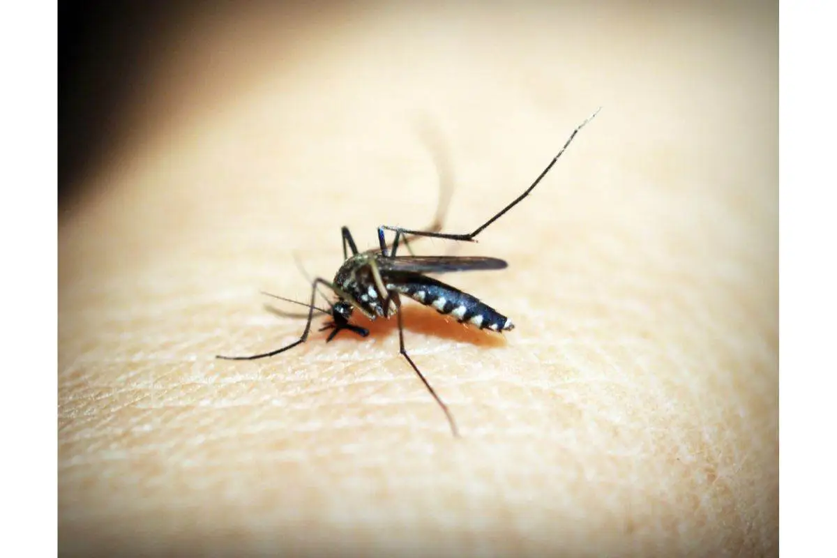 Hai notato delle punture misteriose: scopri quali piccoli insetti neri potrebbero essere i colpevoli