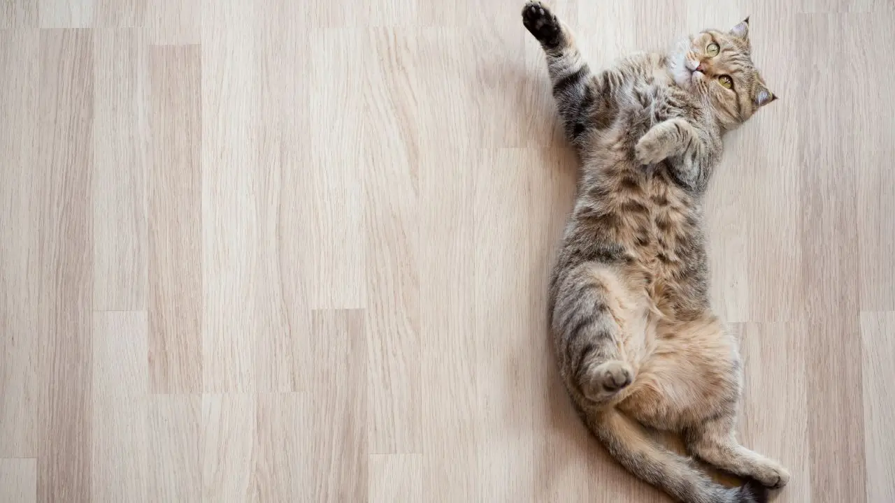 Come non far puzzare gli escrementi dei gatti: ecco il rimedio delle strutture specialistiche